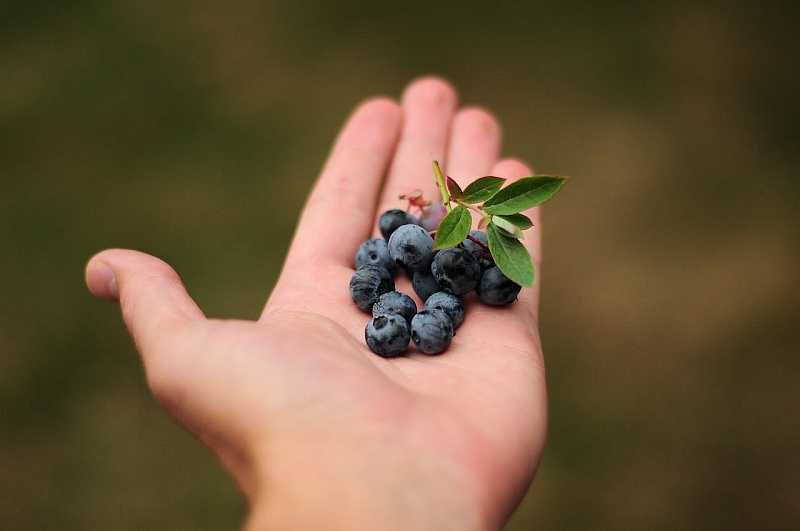 Blueberries in hand